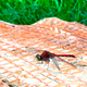 Illustration for article titled 18 Creepy, Crawly Photos Of Insects